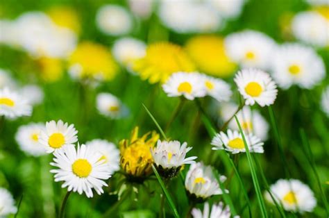 Premium Photo Wild Camomile Daisy Flowers Growing On Green Meadow