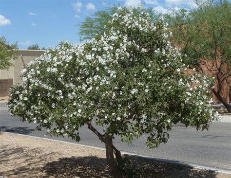 Redbud is the state tree of oklahoma. Texas Olive (Cordia boisseri) - Patio-sized tree with ...