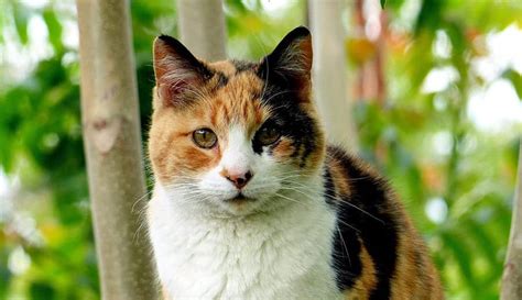125 Unique Calico Cat Names Based On Patterns