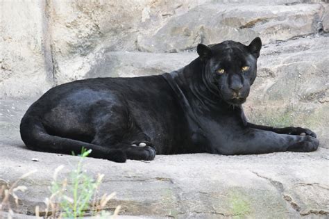 Maybe you would like to learn more about one of these? What's a Black Panther, Really? Here Are the Facts ...