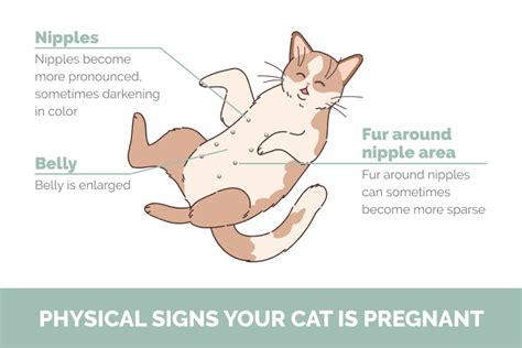 Pregnant Cat Nipples Vs Normal Cat Nipples The Difference With