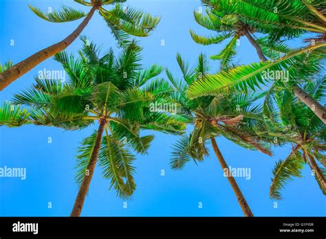 Coconut Palm Trees On Blue Sky Background Stock Photo Alamy
