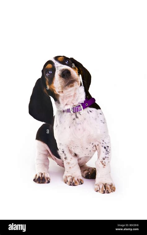 Basset Hound Puppy Dog Stock Photo Alamy