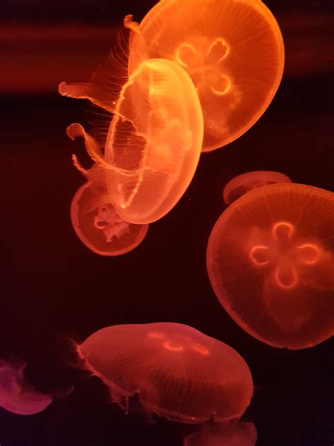 Poze Animal Animale Acvatice Meduză Ocean Mare Sub Apă Animale