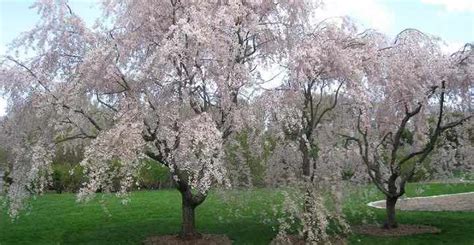 Weeping Cherry Trees Types And Care White And Pink Weeping Trees