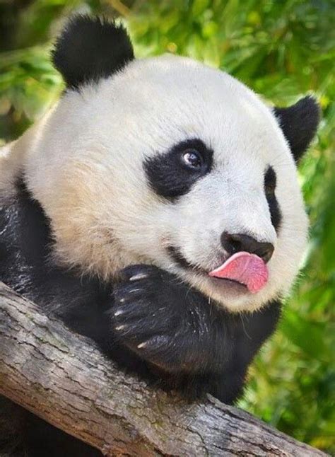 Cute Panda Pandas Pandas Filhotes Bichinhos Fofos