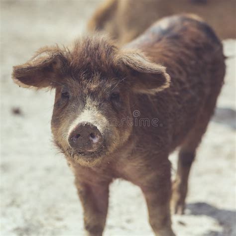 Cute Brown Piglet Stock Photo Image 31414480