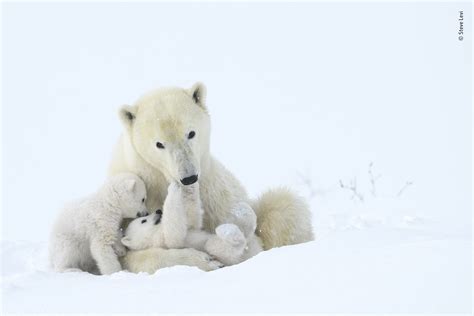 Baby Polar Bears Playing In Snow