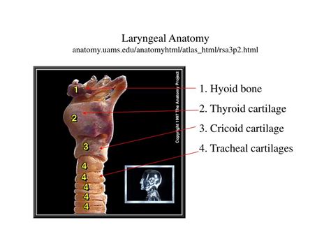 Ppt Phonation And Laryngeal Anatomy And Physiology Powerpoint