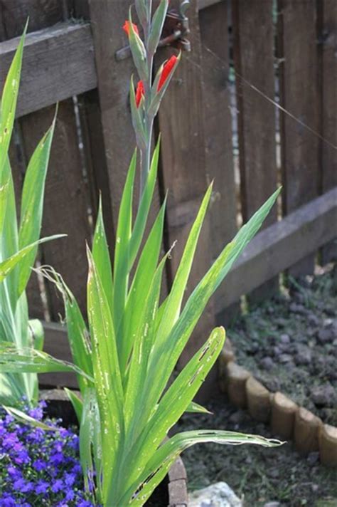We did not find results for: Does anyone have any idea what's eating my Gladioli leaves ...