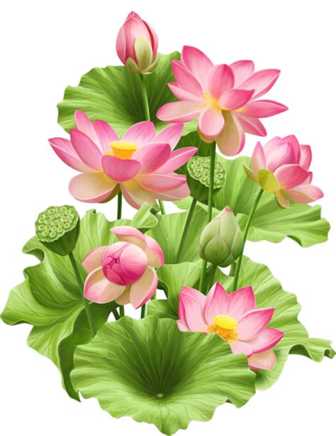 Png Lotus Flower Transparent Lotus Flower Png Images Pluspng Kulturaupice