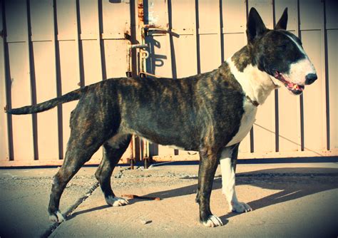 Bull Terrier For Adoption — Strictly Bull Terriers