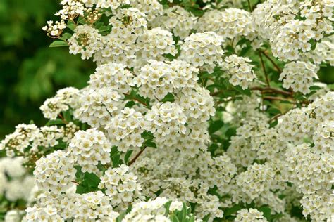 How To Grow And Care For Spirea Bushes Gardeners Path