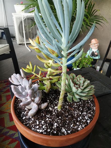 Remember desert cactus needs bright, hot sunlight during the growing season and several months in a cooler, less bright spot during the winter. Was gifted this from a friend. Any care tips or ideas ...