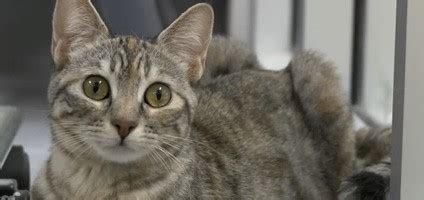 A few days after his surgery on a dislocated hip, this cat is back on his legs!watch as he slowly gets used to walking normally again! A Kitten with Dislocated Legs Makes a Complete — and ...