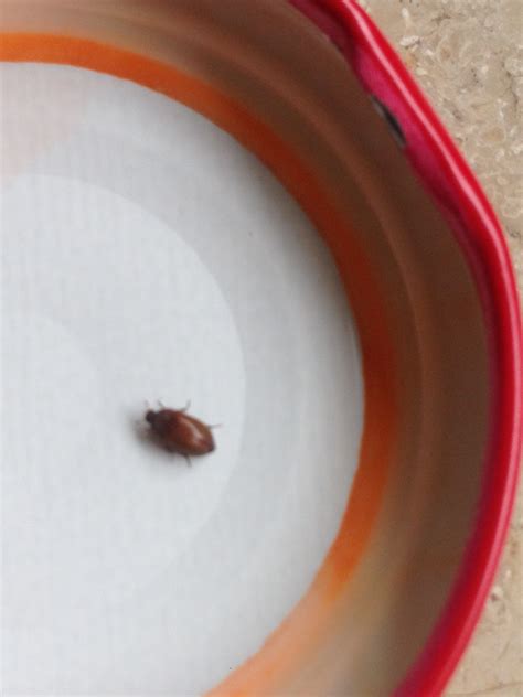 Abwehr und bekämpfung von gnitzen: Mehrfach Käfer in der Wohnung? (Schädlinge)