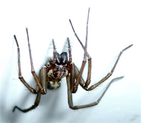 Spiders Mick Talbot Flickr