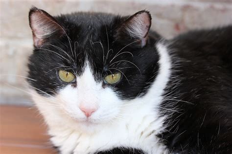 20 Facts About Tuxedo Cats You Dont Know About