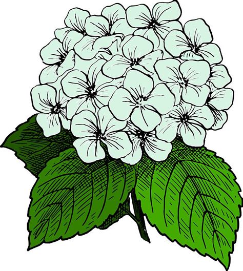Hydrangea Line Art Plant Hydrangeas Art Flower Art Drawing