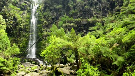 Waterfall And Rainforest Ambient Sound Relaxing Fore