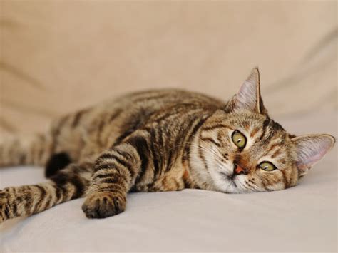 It is the first of. 10 Signs Your Cat Might Be Stressed