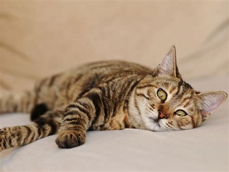 Coconuts have long been credited with a myriad of properties to help cure what ails you, and based upon current internet discussions, many. 10 Signs Your Cat Might Be Stressed