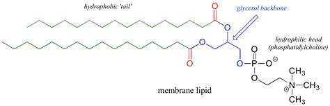 Introduction To Lipid Structure Chemistry Libretexts