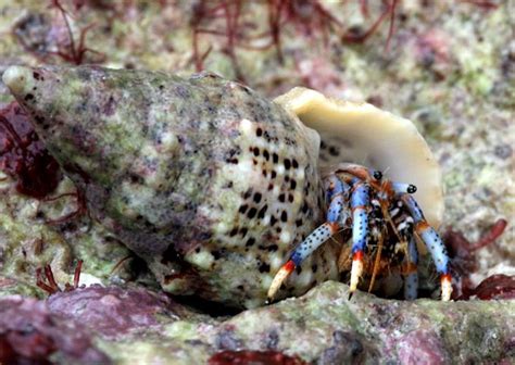 Blue Leg Hermit Crab Medium Clibanarius Tricolor 12