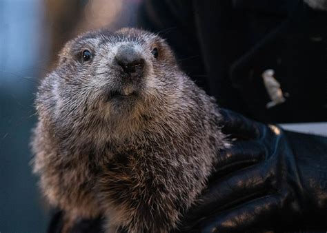 Uncover Groundhogs TRUE Name - Mystery Revealed!