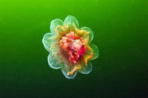 Underwater Experiments Astounding Photographs Of Jellyfish By