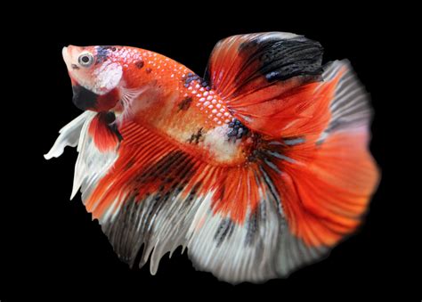 Male betta fish are particularly territorial and will not tolerate another male within its established territory. Koi Betta: Betta splendens Marble Variation | Aquariadise