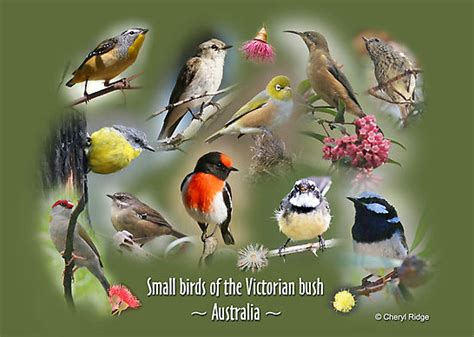 Small Birds Of The Victorian Bush ~ Australia ~ Photo Montage By Cheryl