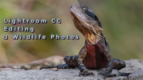 Please let me know what other lightroom and photoshop tutorials how do you decide on what type of colors you want to edit your photos? How to edit Wildlife Photos in Lightroom & Photoshop CC ...