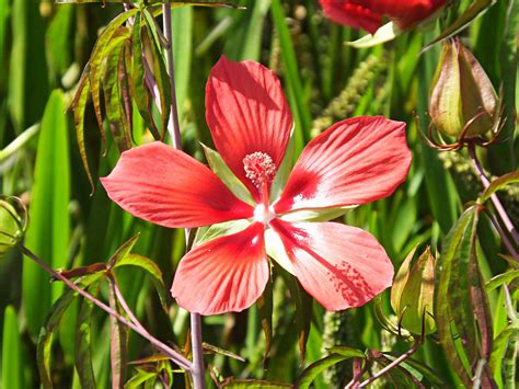 Swamp Hibiscus Plant Care And Growing Guide