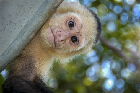 Capuchin Monkey 5 Shutterbug