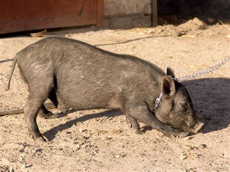 cerdo, Animal, Porcino, Cadena Wallpapers HD / Desktop and Mobile 