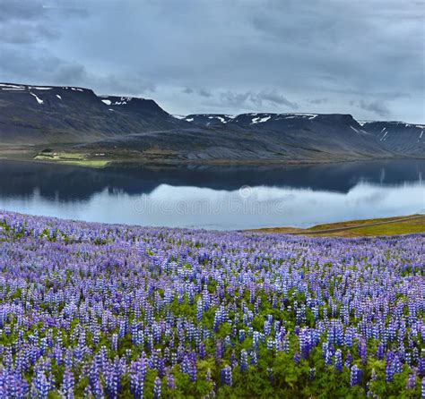 Beautiful Icelandic Landscape With Field In The Foreground And The