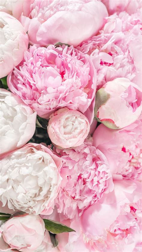 Peony Flower Wallpaper Download Download The Background For Free
