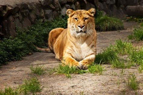 Top 125 Liger Animal Facts