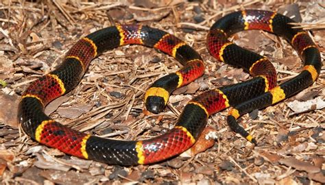 There are other, similar species characterized by mostly gray or black colouring, the southern ringneck usually has a red, yellow or orange underbelly in addition to the ring around its neck. Black Snakes with Yellow Rings in Georgia | Sciencing