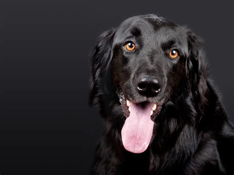Closeup Photo Of Brown And Black Dog Face · Free Stock Photo