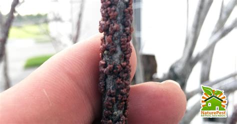 I contacted do it yourself pest control and their recommendations worked perfectly. Control Lobate Lac Scale Pest Insect on Ornamentals
