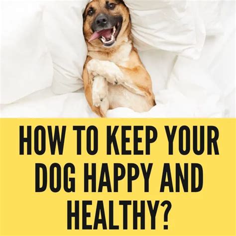 How To Keep Your Dog Happy And Healthy 5 Ways Oxford Pets