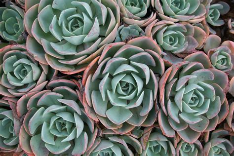 Teal And Pink Succulents Hd Wallpaper Wallpaper Flare