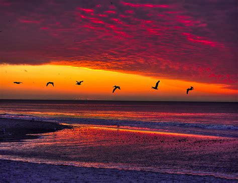 Birds Flying Sunrise