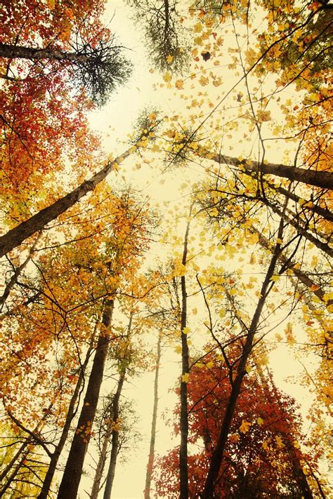 Digital Download Fine Art Photography Fall Foliage Autumn Colors