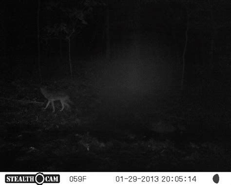 A Case Of Wildlife Fever Coyotes In Fauquier County Virginia