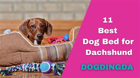 Best Dog Beds For Dachshunds Top 11 Picks Dogdingda