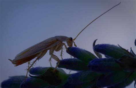 Insectes D Humidite Dans La Maison | Ventana Blog