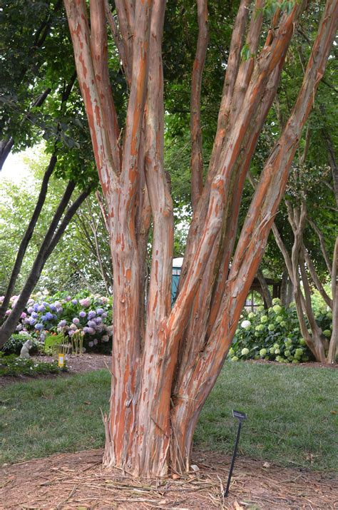 Crape myrtle bark scale is a relatively new problem that has been recently discovered on crape myrtle trees within the past 10 to 15 years. Winter Hardiness of Crape Myrtles | What Grows There ...